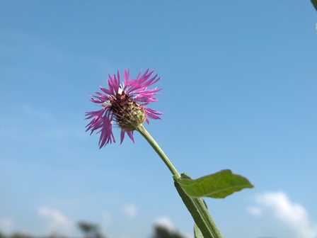 Centaurea napifolia